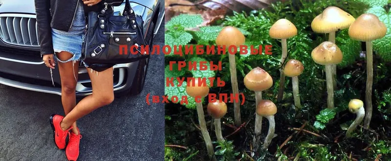 мега ссылки  Коркино  Псилоцибиновые грибы Cubensis 